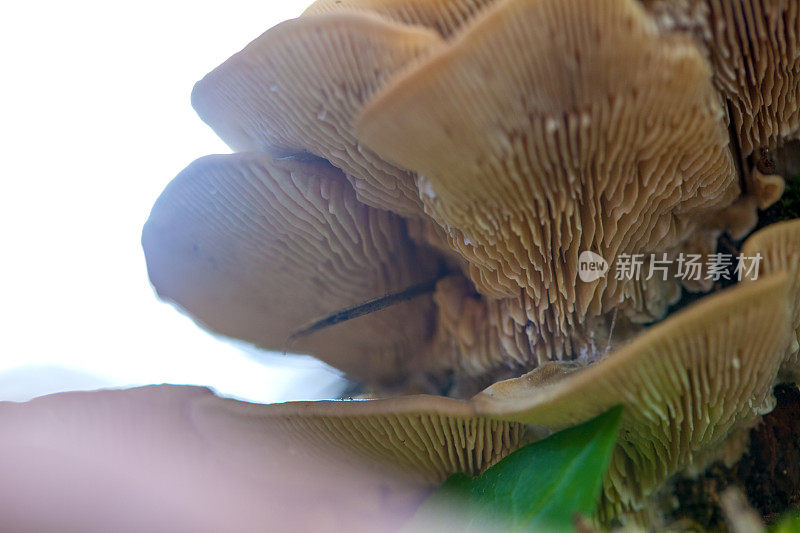 杂色Trametes versicolor蕈类:位于罗洛特附近的加泰罗尼亚森林